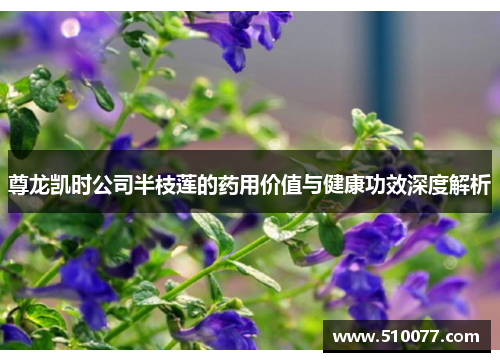 尊龙凯时公司半枝莲的药用价值与健康功效深度解析