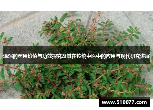 泽泻的药用价值与功效探究及其在传统中医中的应用与现代研究进展